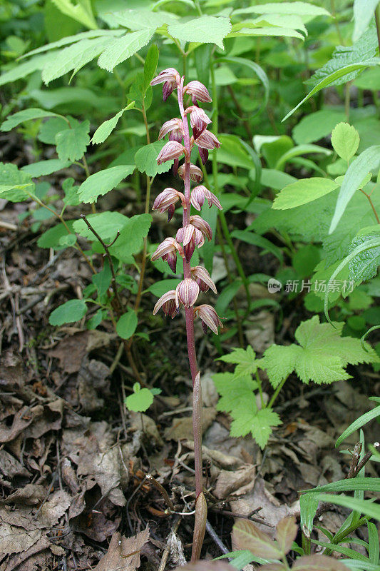 条纹珊瑚根(Corallorhiza striata)植物和花。